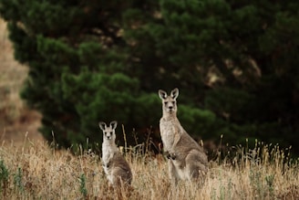 a couple of kangaroos are standing in a field