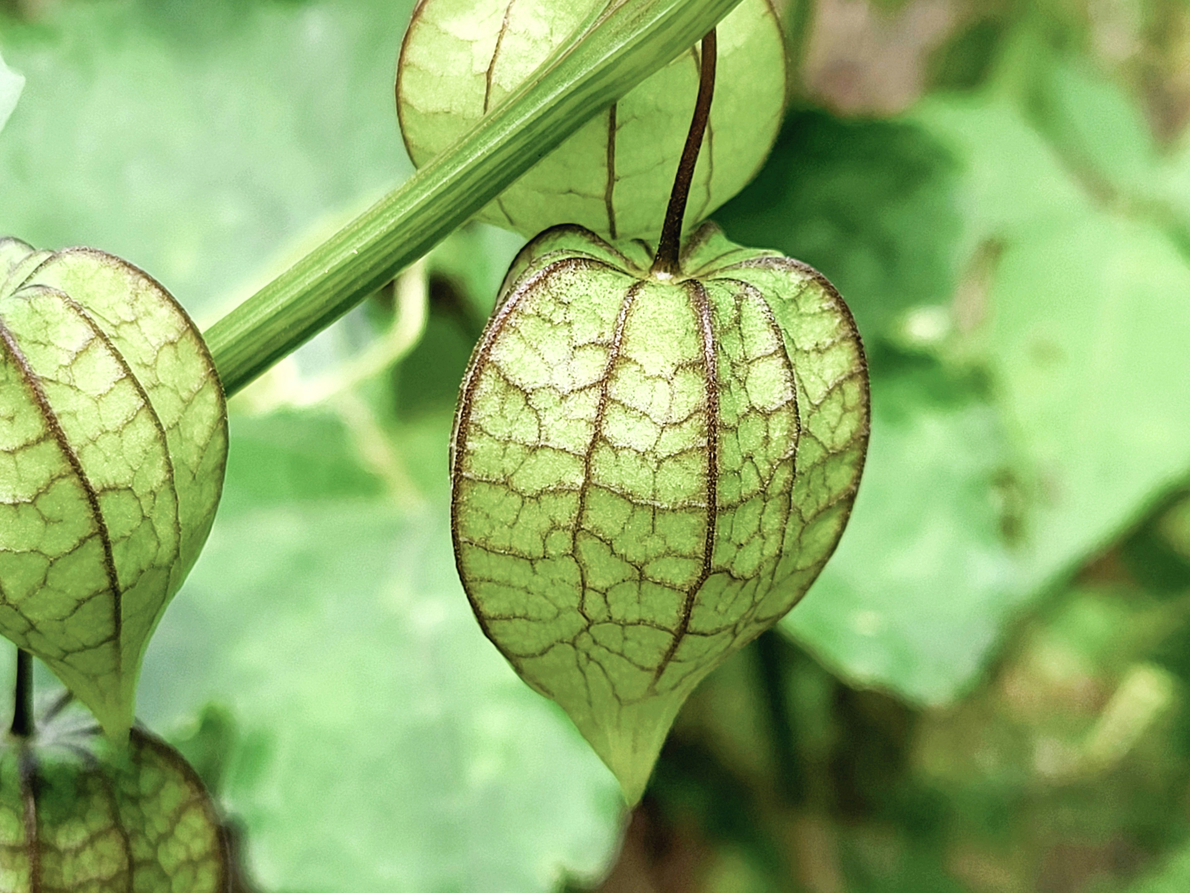 Viral Infection on Plant