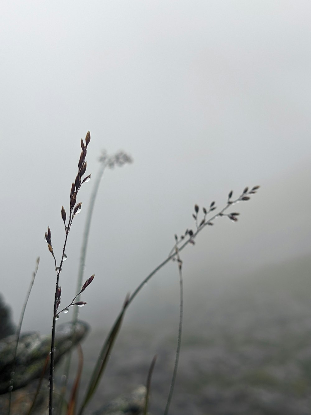Nahaufnahme einer Pflanze mit Nebel im Hintergrund