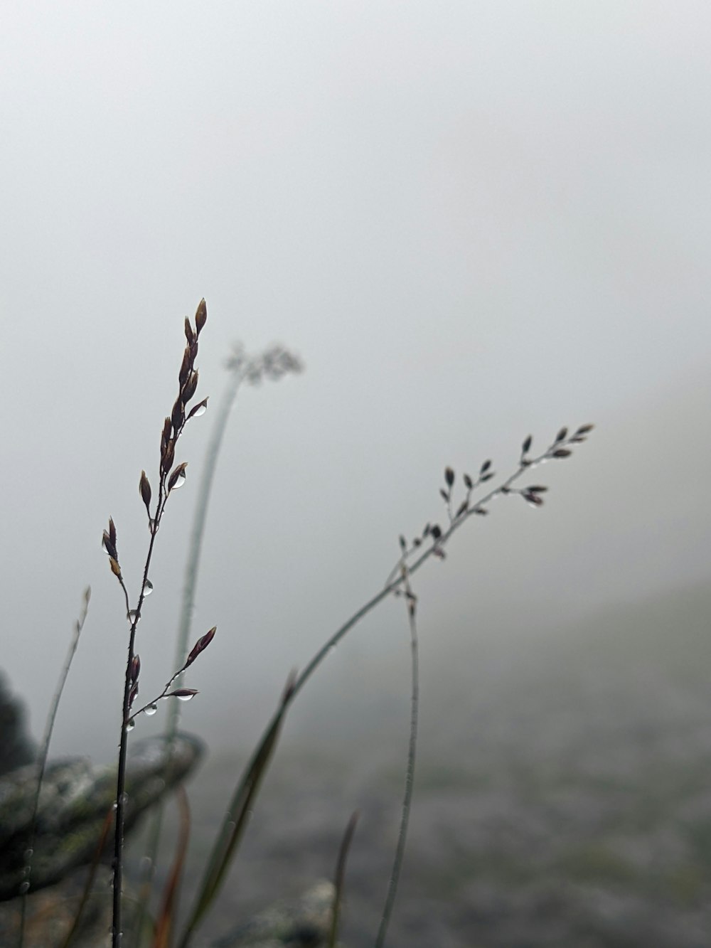 a close up of a plant with fog in the background