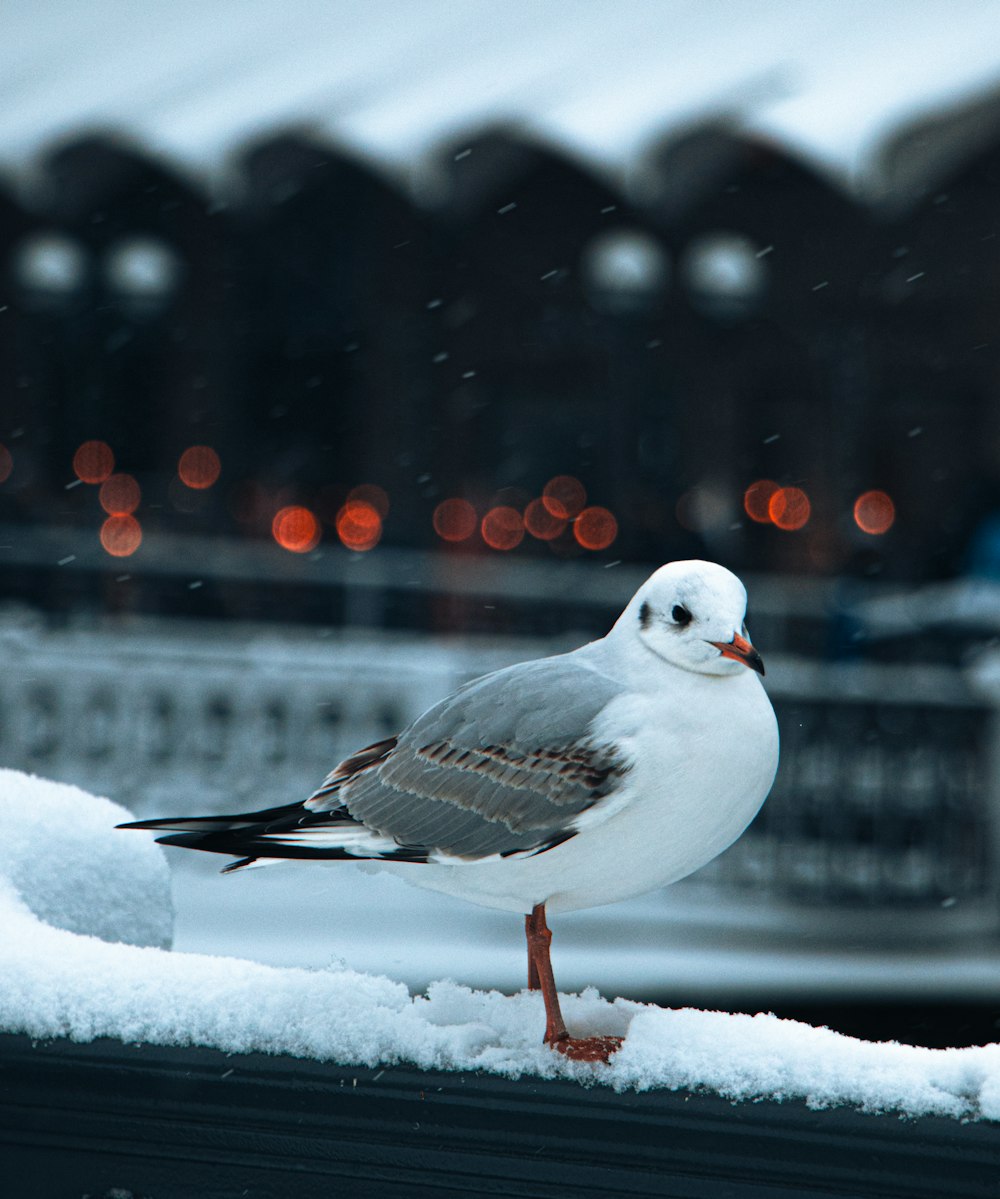 a seagull standing on a ledge in the snow