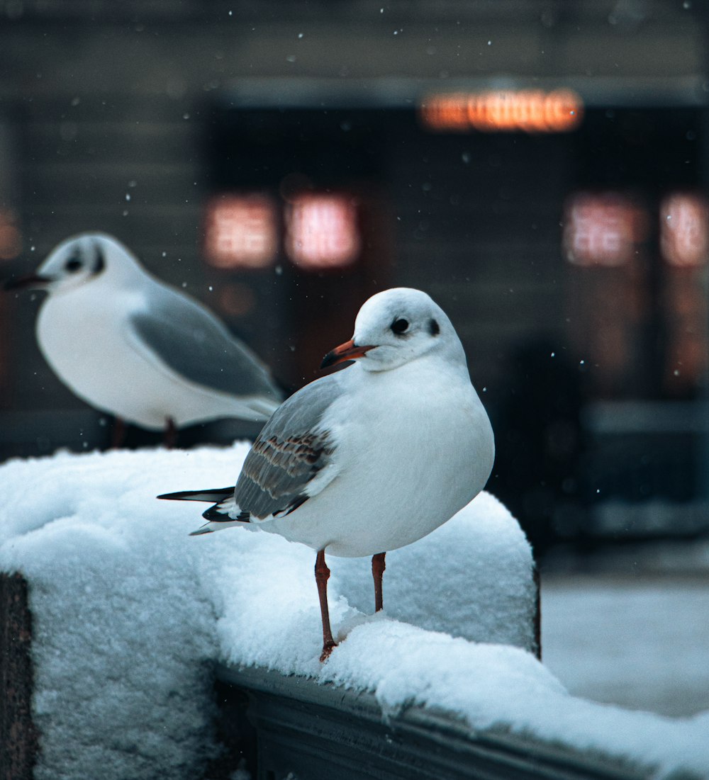 two seagulls sitting on a fence in the snow