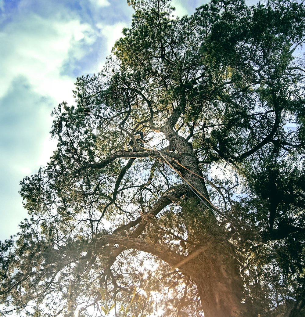 a tall tree with lots of green leaves