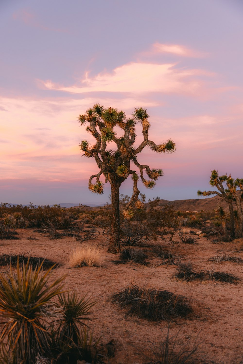 a large cactus tree in the middle of a desert