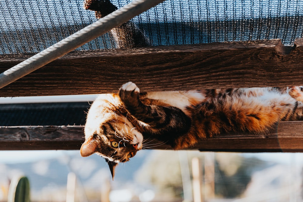 a cat laying on top of a wooden bench