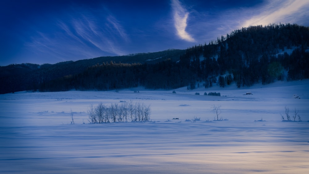 a snow covered field with trees in the background