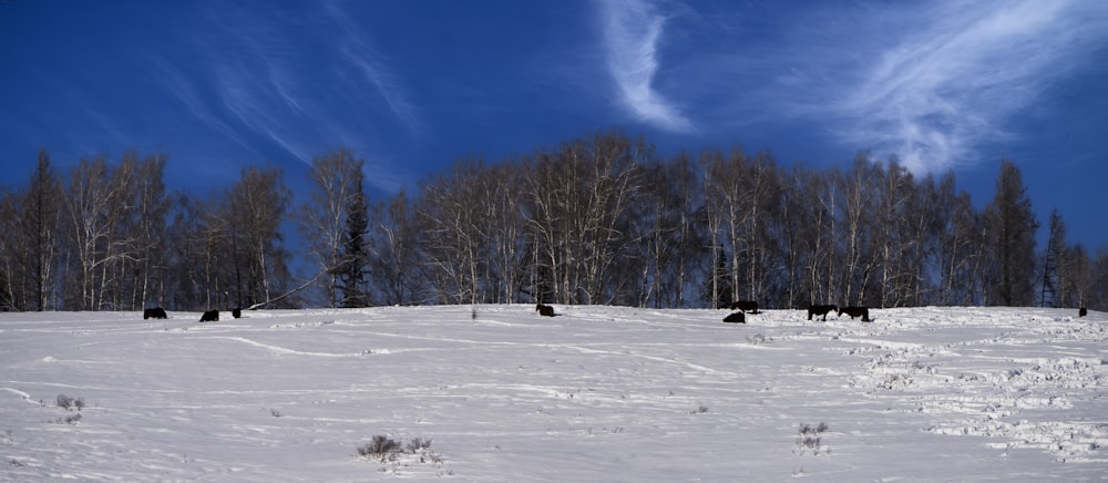 a group of animals standing on top of a snow covered slope
