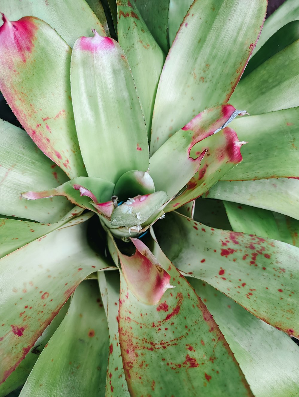 a close up of a green plant with red spots