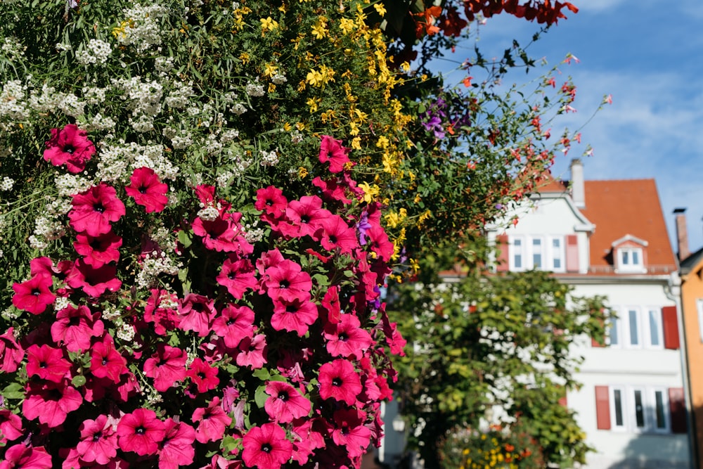 a bunch of flowers that are next to a building