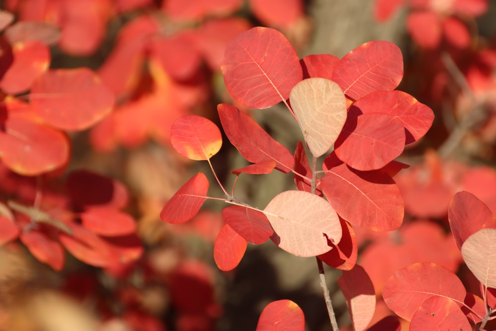 a close up of a tree with red leaves