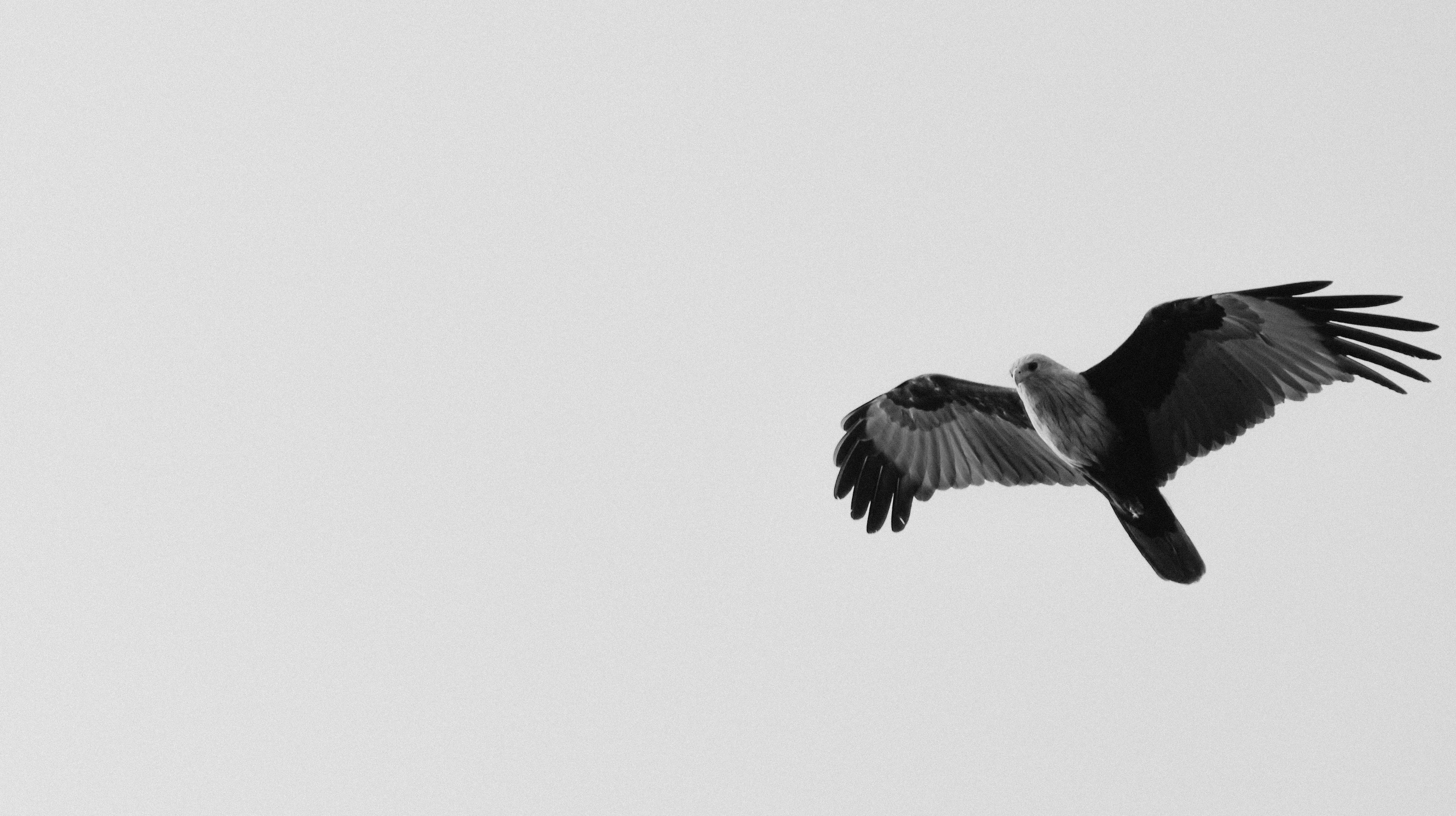 A black and white photo of a bird flying in the sky photo – Free Animal ...