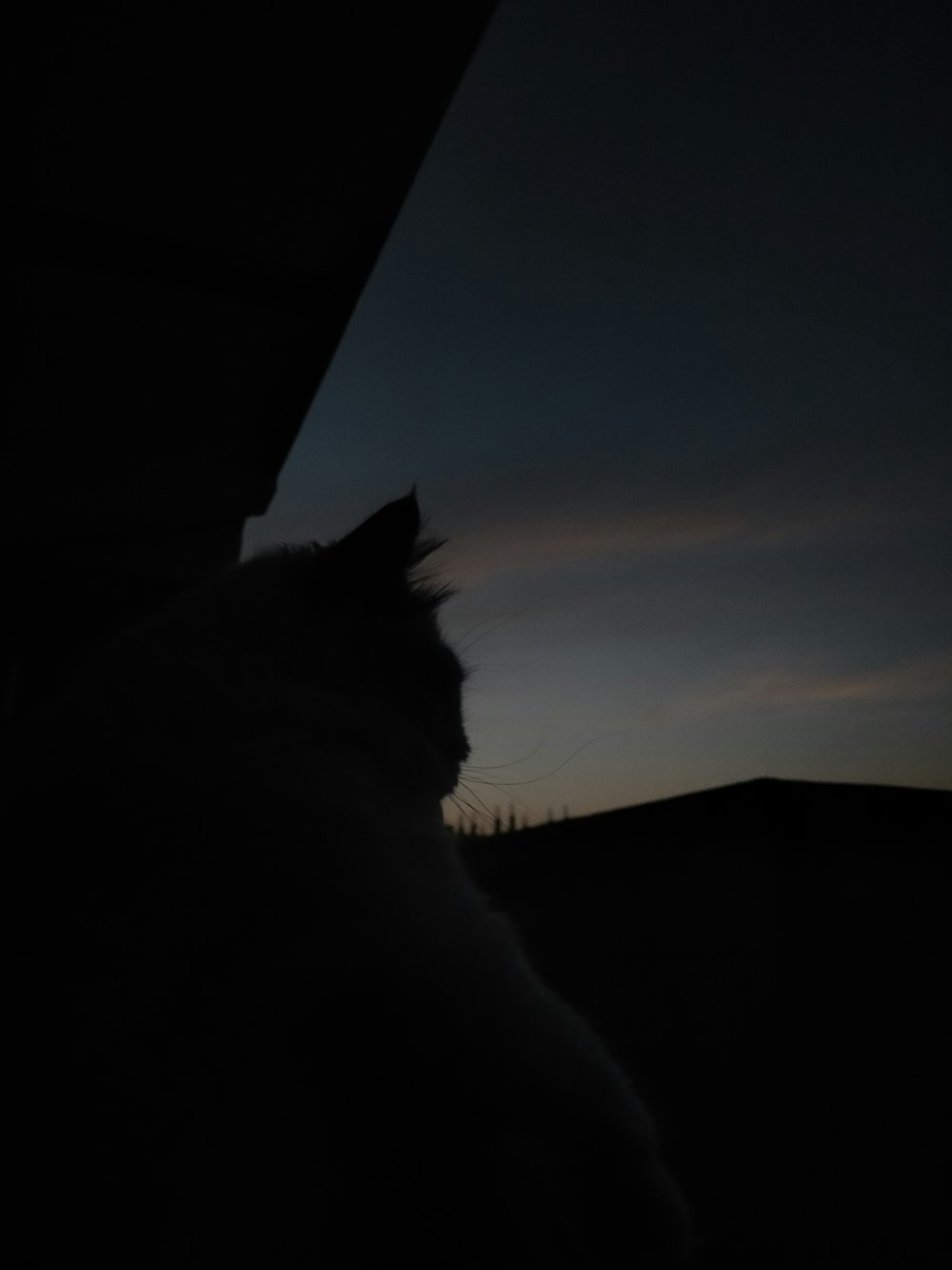 a cat that is sitting in the dark