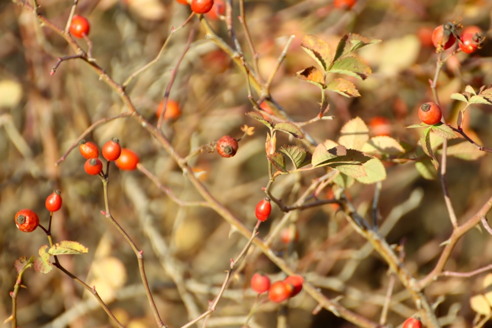 a bush with small red berries growing on it