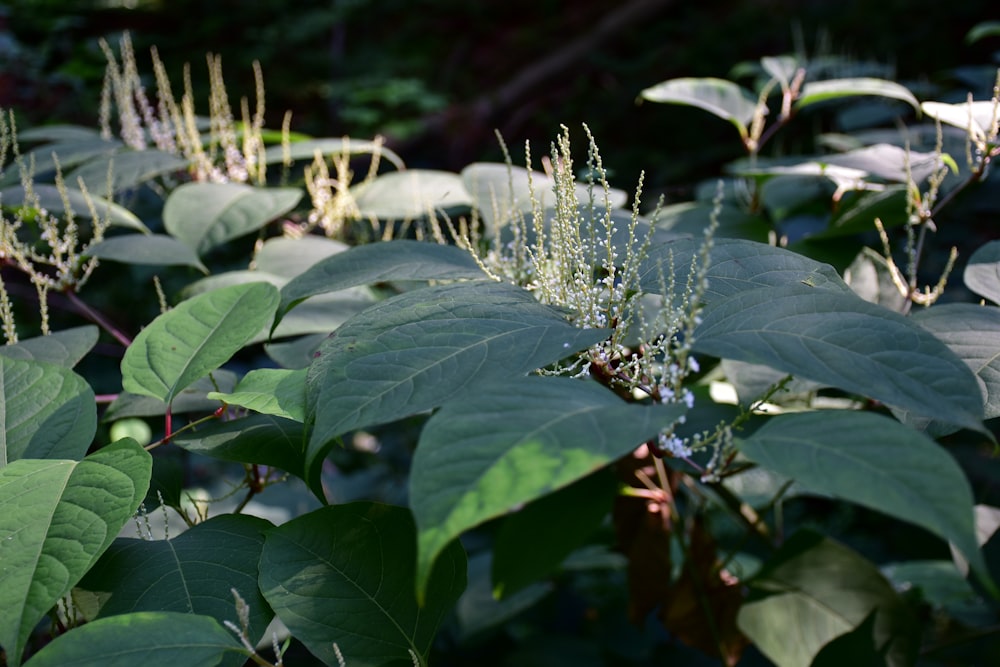 a close up of a plant with many leaves