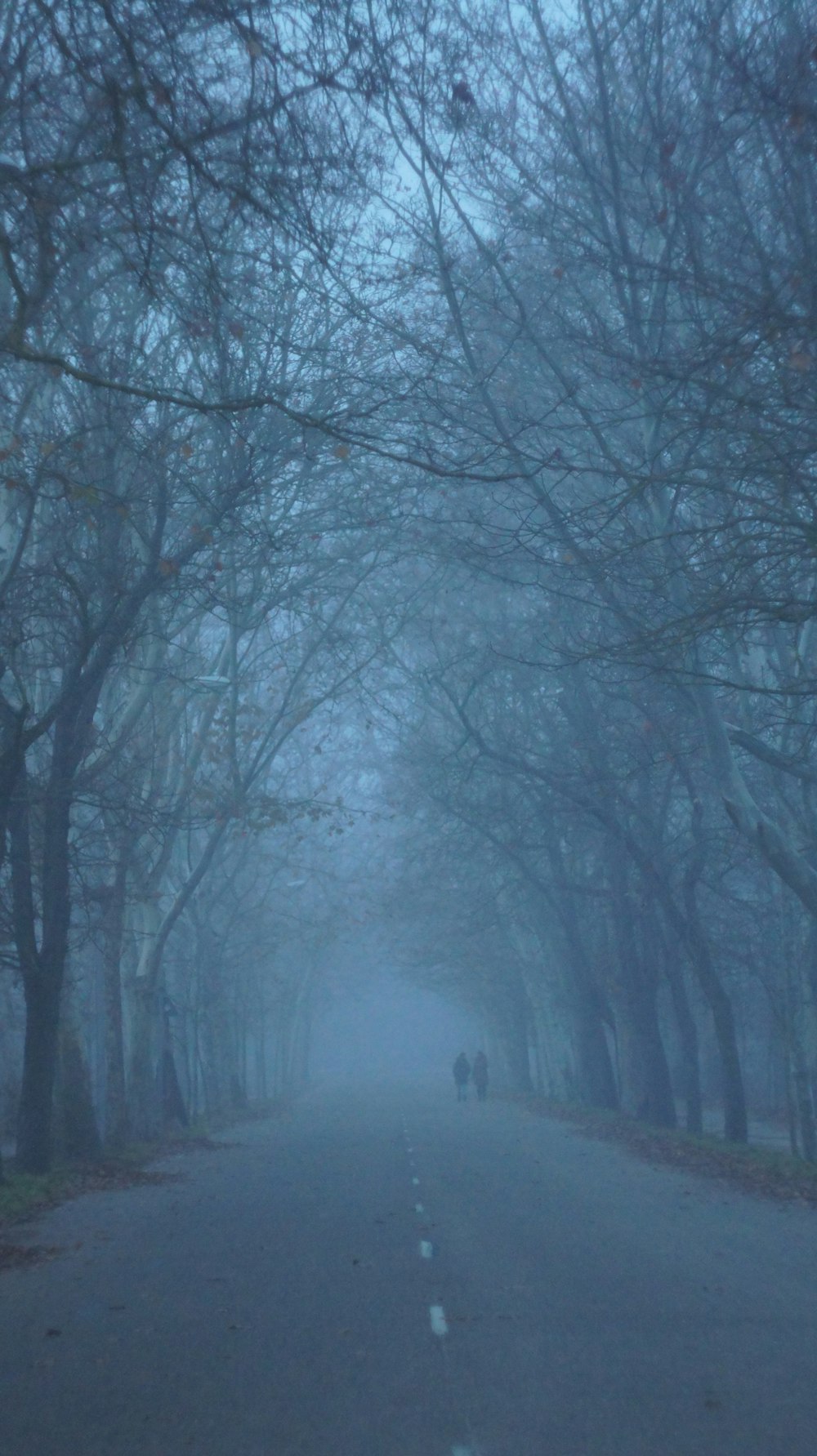 a foggy road with trees lining both sides