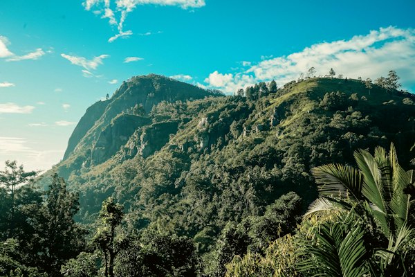 A lush green forest filled with lots of trees — Ella, Sri Lanka