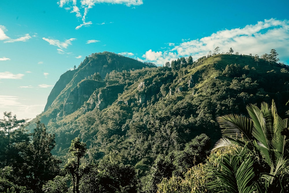 a lush green forest filled with lots of trees