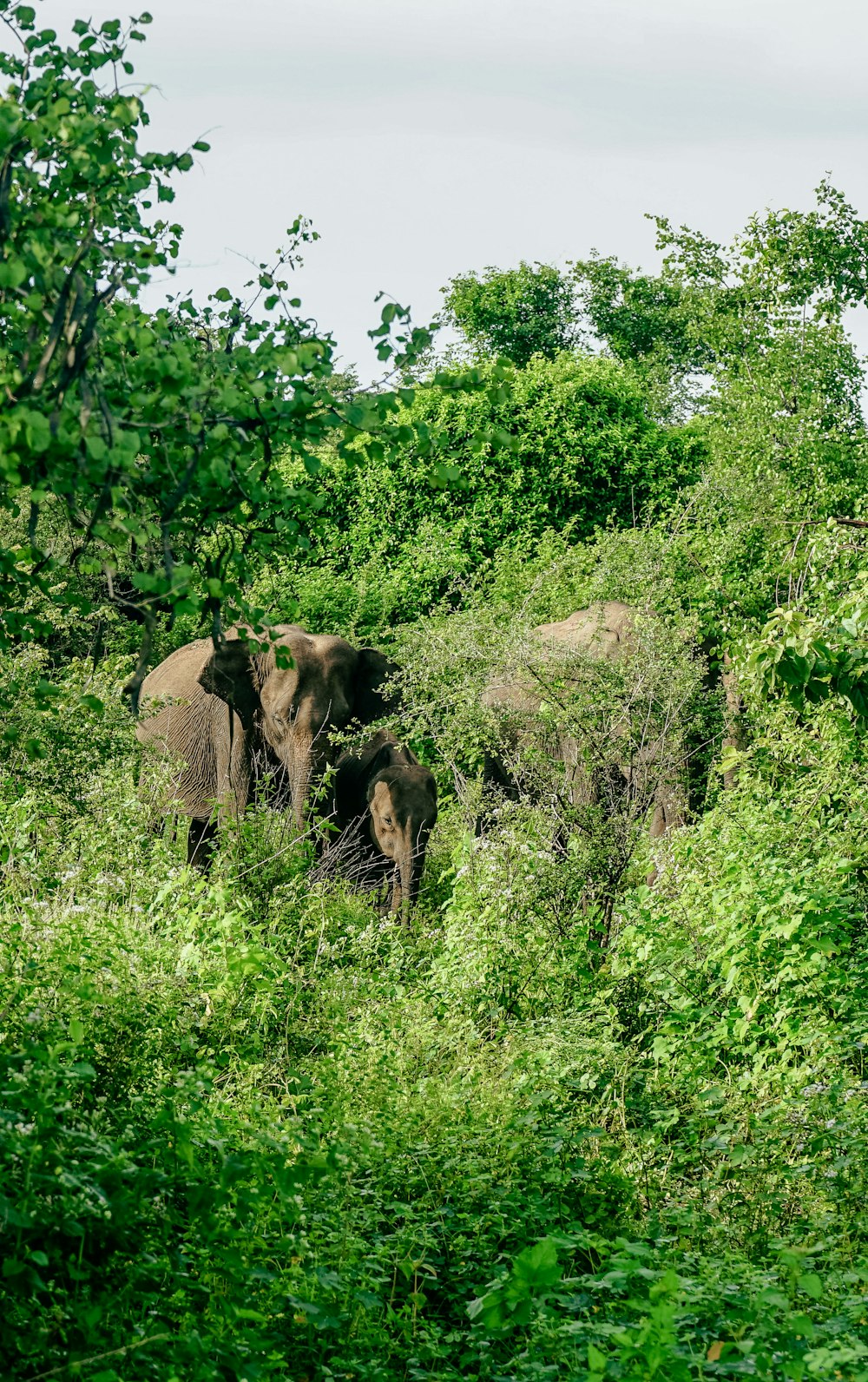 a herd of elephants walking through a lush green forest