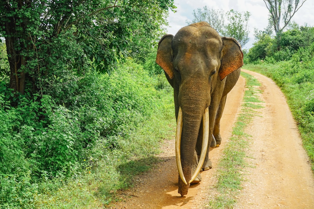 a large elephant walking down a dirt road