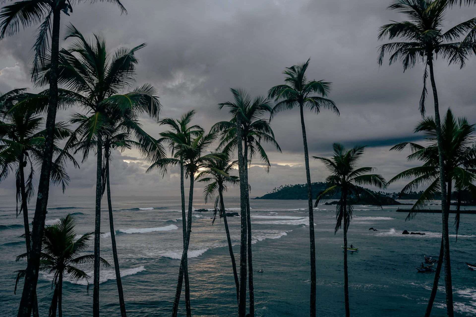 Coconut palms on a headland above the sea in Sri Lanka