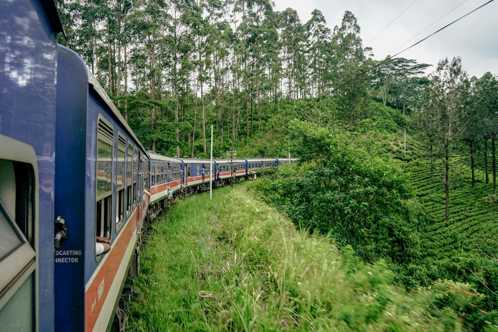 a train traveling through a lush green forest