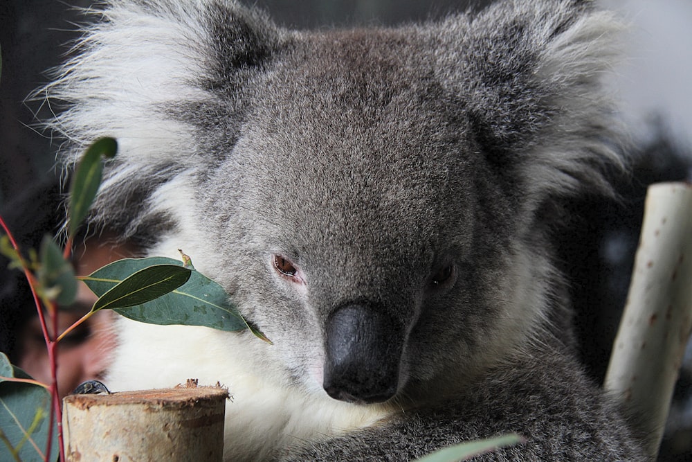 a koala sitting on a tree branch next to a potted plant