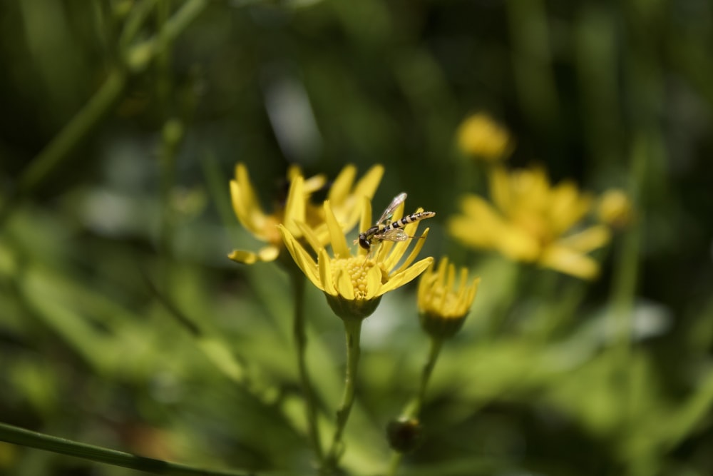꿀벌이 노란 꽃 위에 앉아 있습니다.