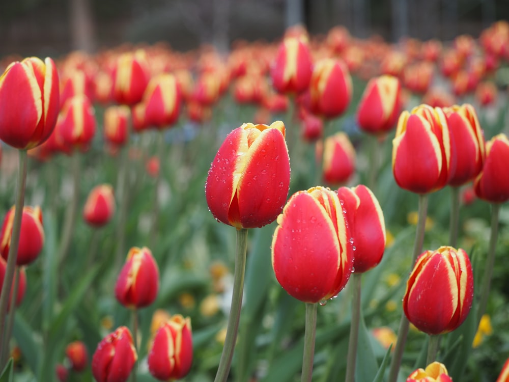 um campo cheio de flores vermelhas e amarelas