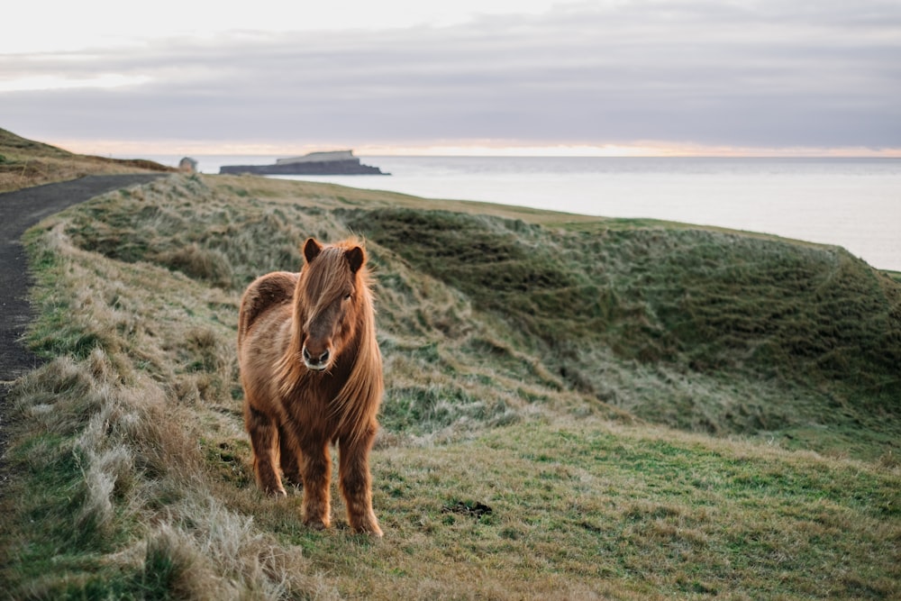 a brown horse standing on top of a grass covered hillside