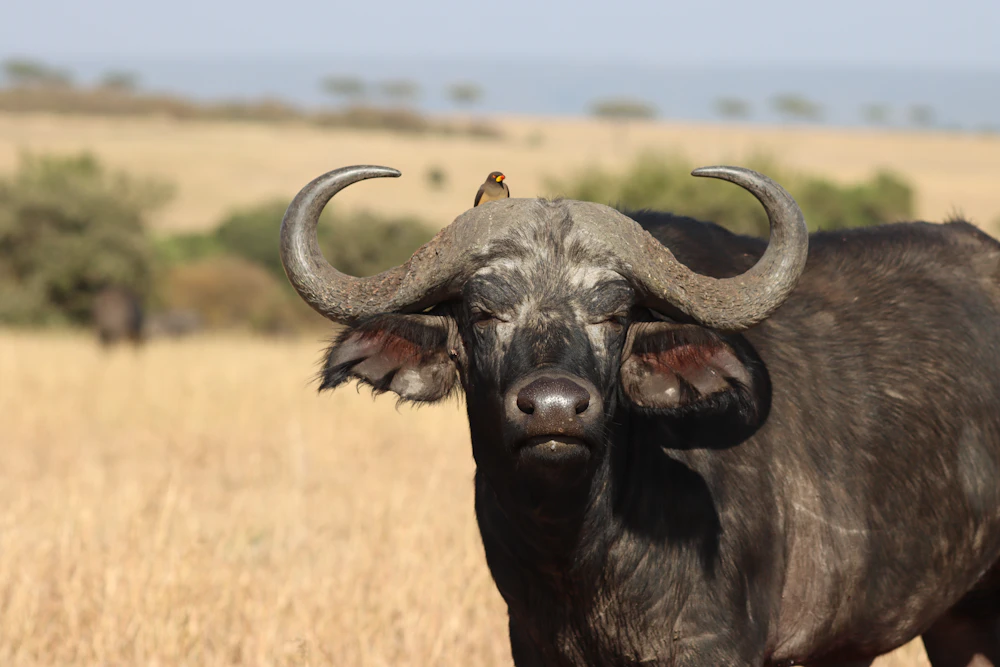 A Cape buffalo standing in an open field