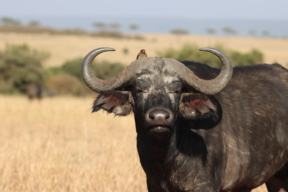 a bull with large horns standing in a field