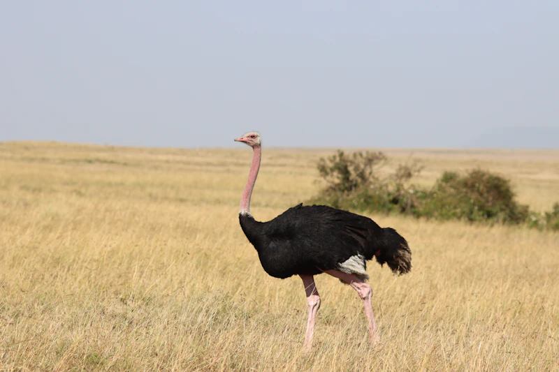 Common Ostrich (Struthio camelus)