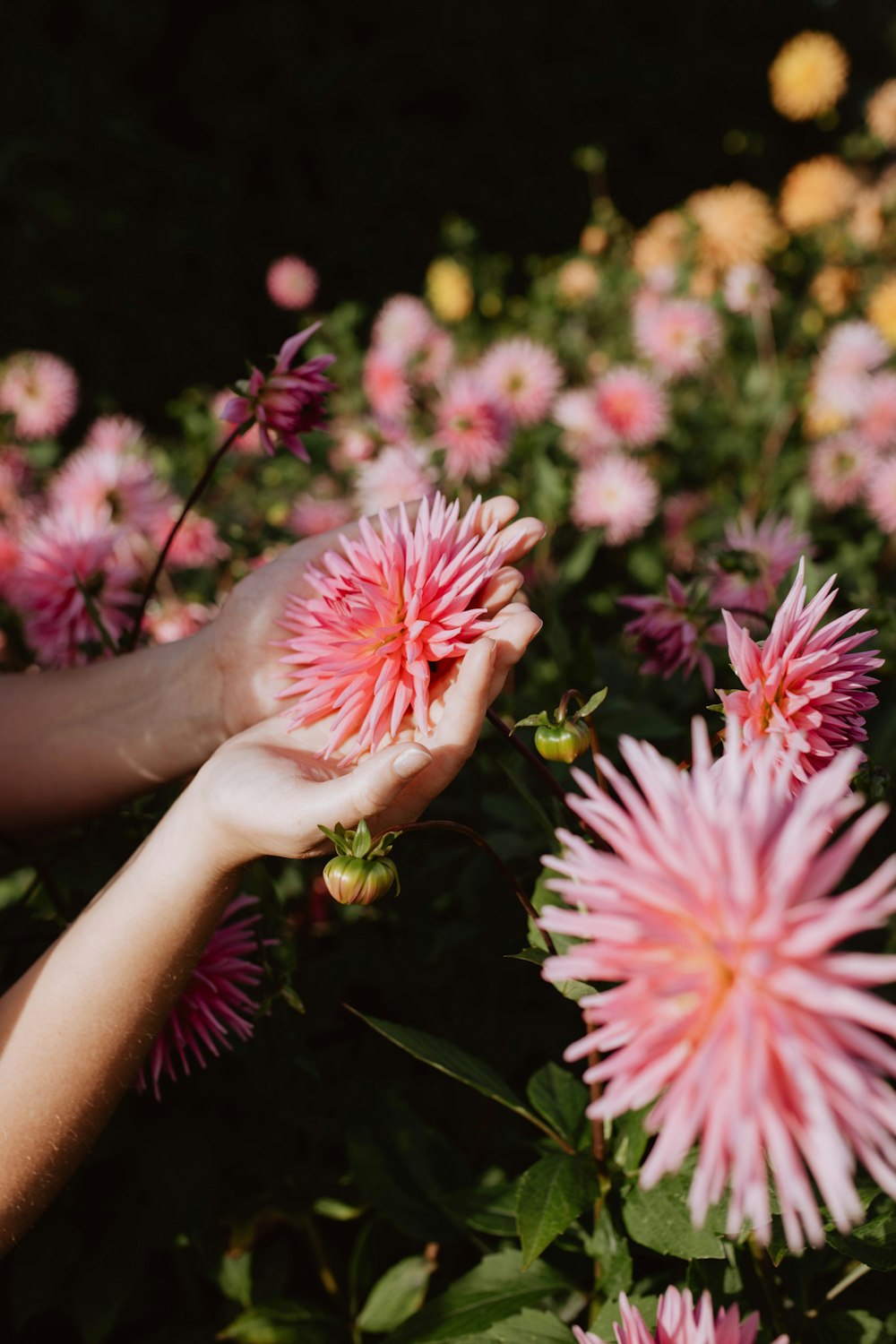 a person's hand reaching for a pink flower
