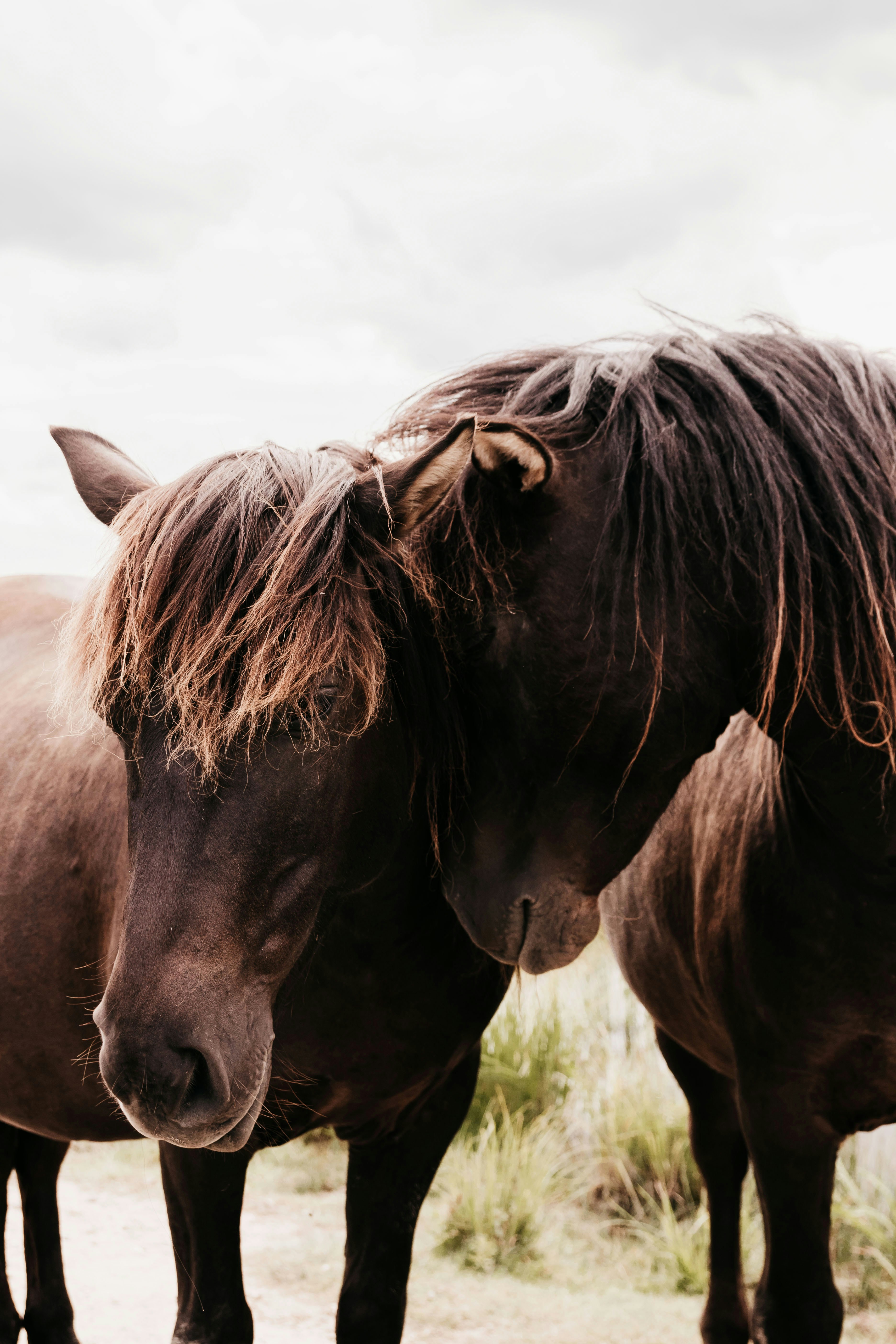 Megan Stewart - Veterinary Rehabilitation's image