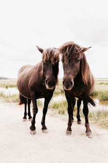 two brown horses standing next to each other on a dirt road