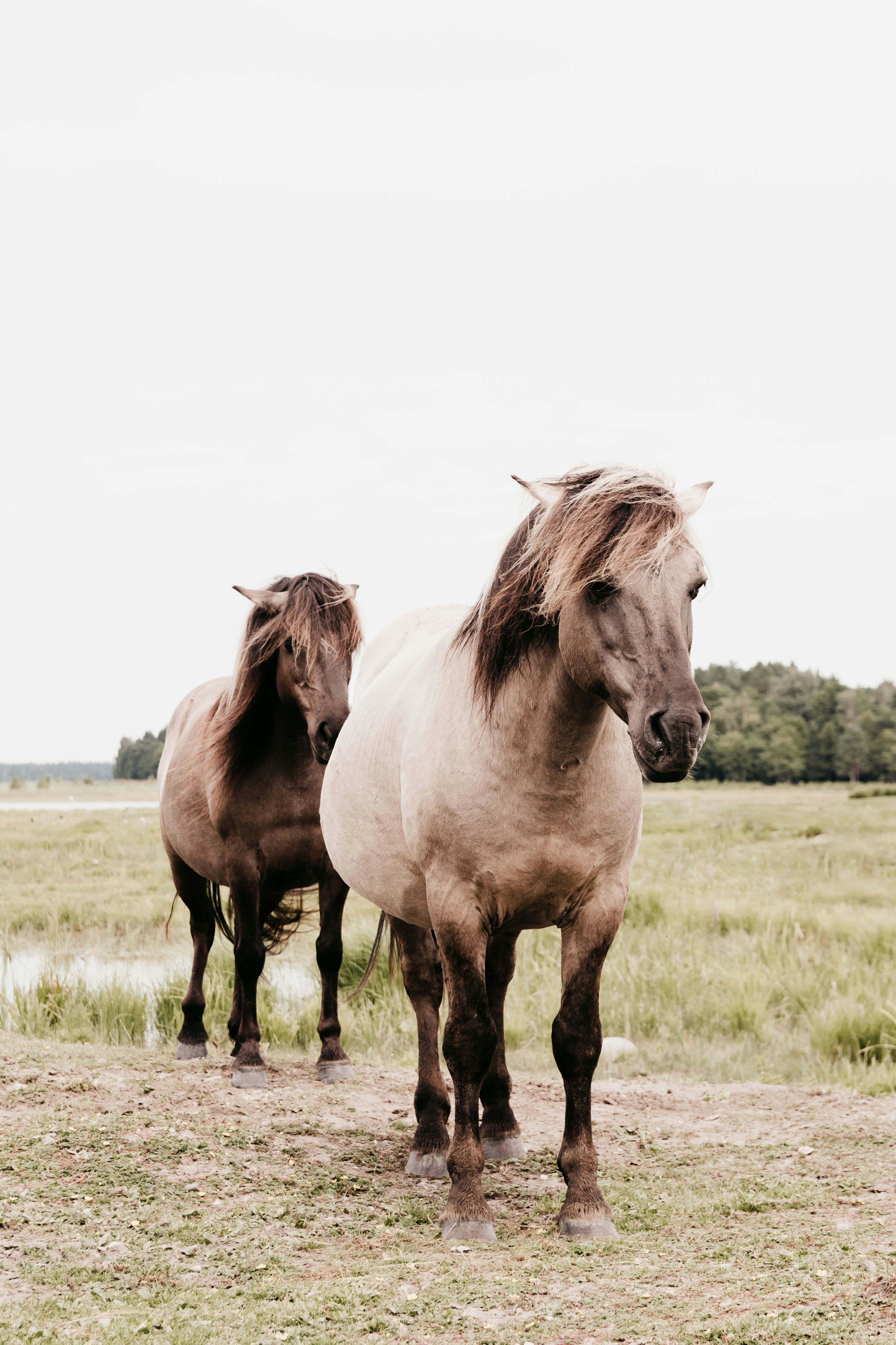 a couple of horses standing on top of a grass covered field
