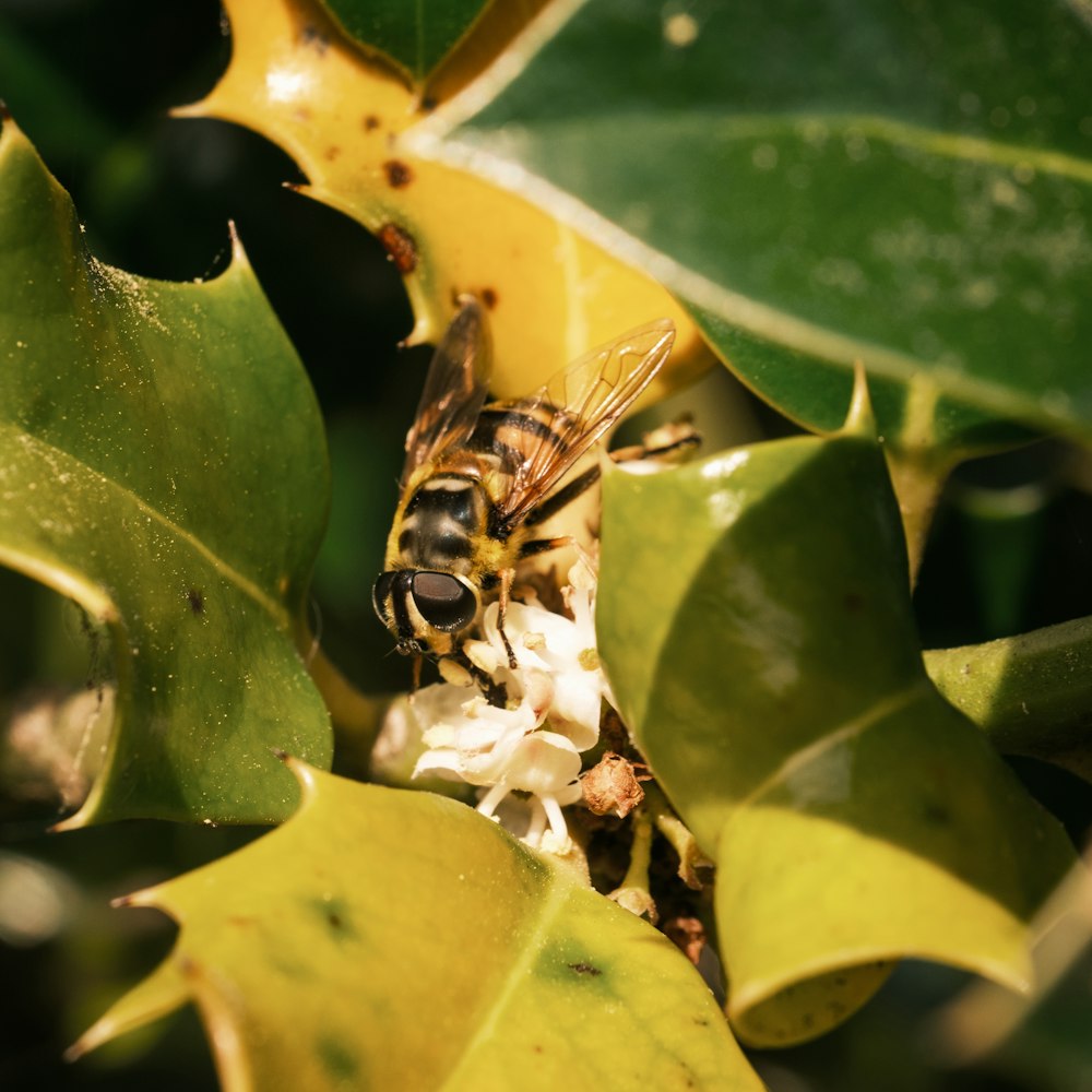 a close up of a bee on a flower