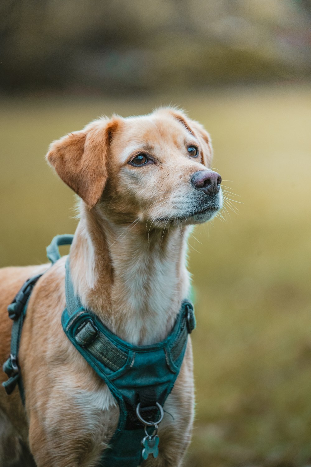 a small brown dog wearing a green harness