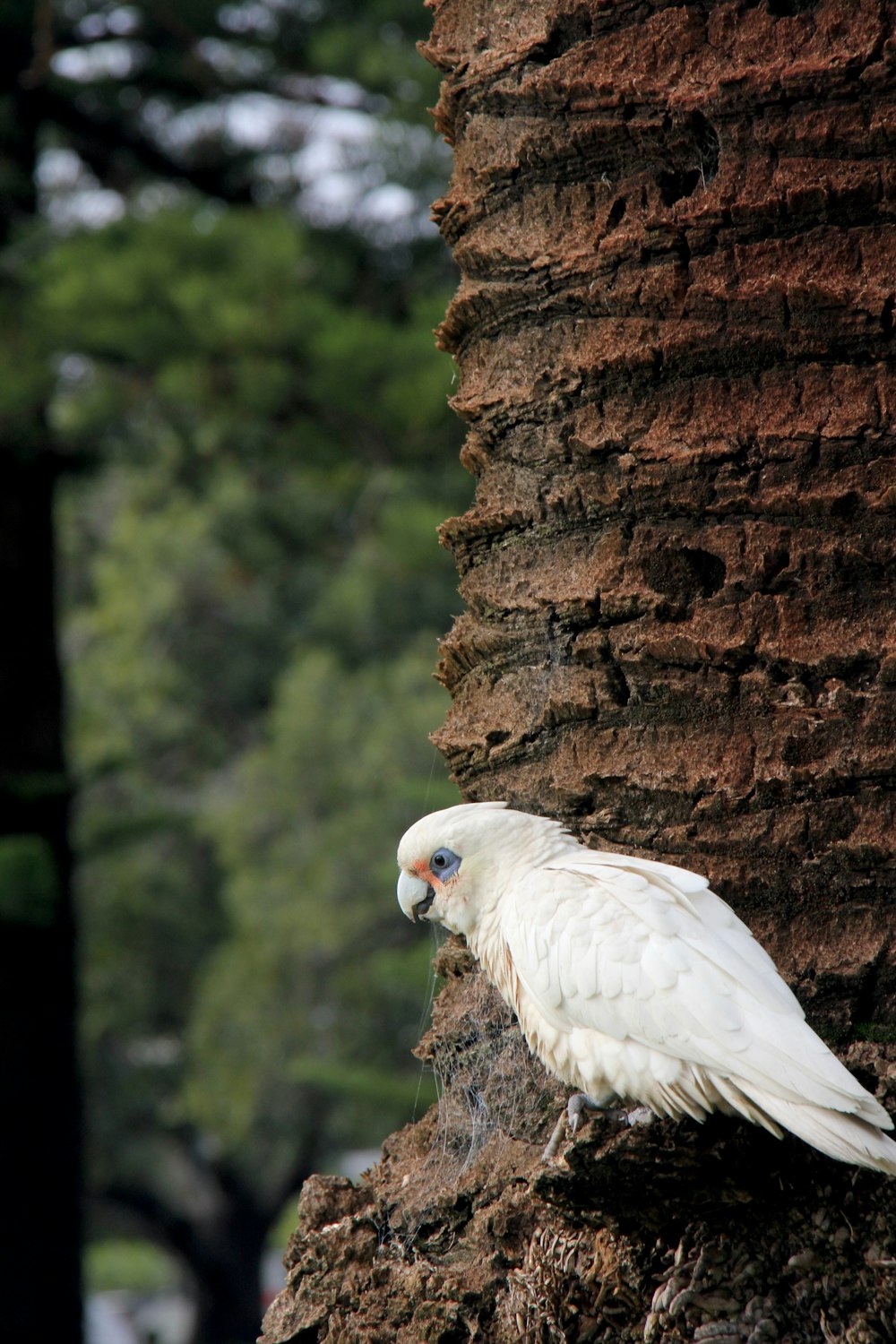 a white bird perched on a tree trunk