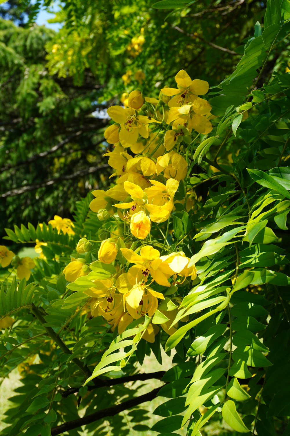ein Strauß gelber Blumen, die an einem Baum wachsen