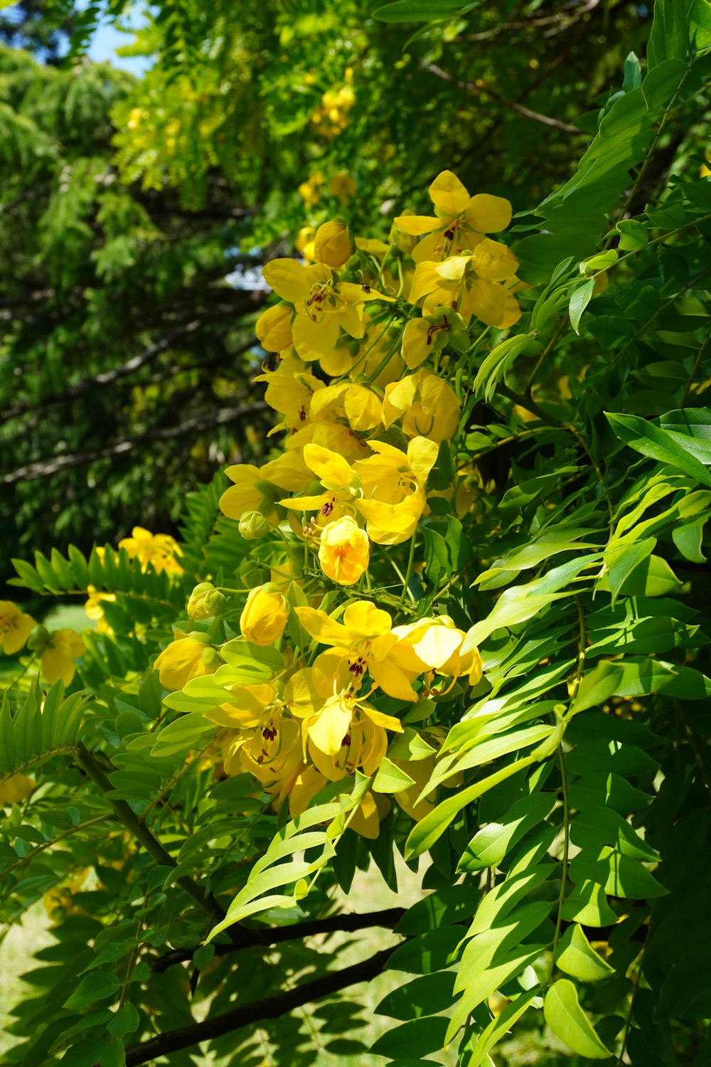 a bunch of yellow flowers growing on a tree