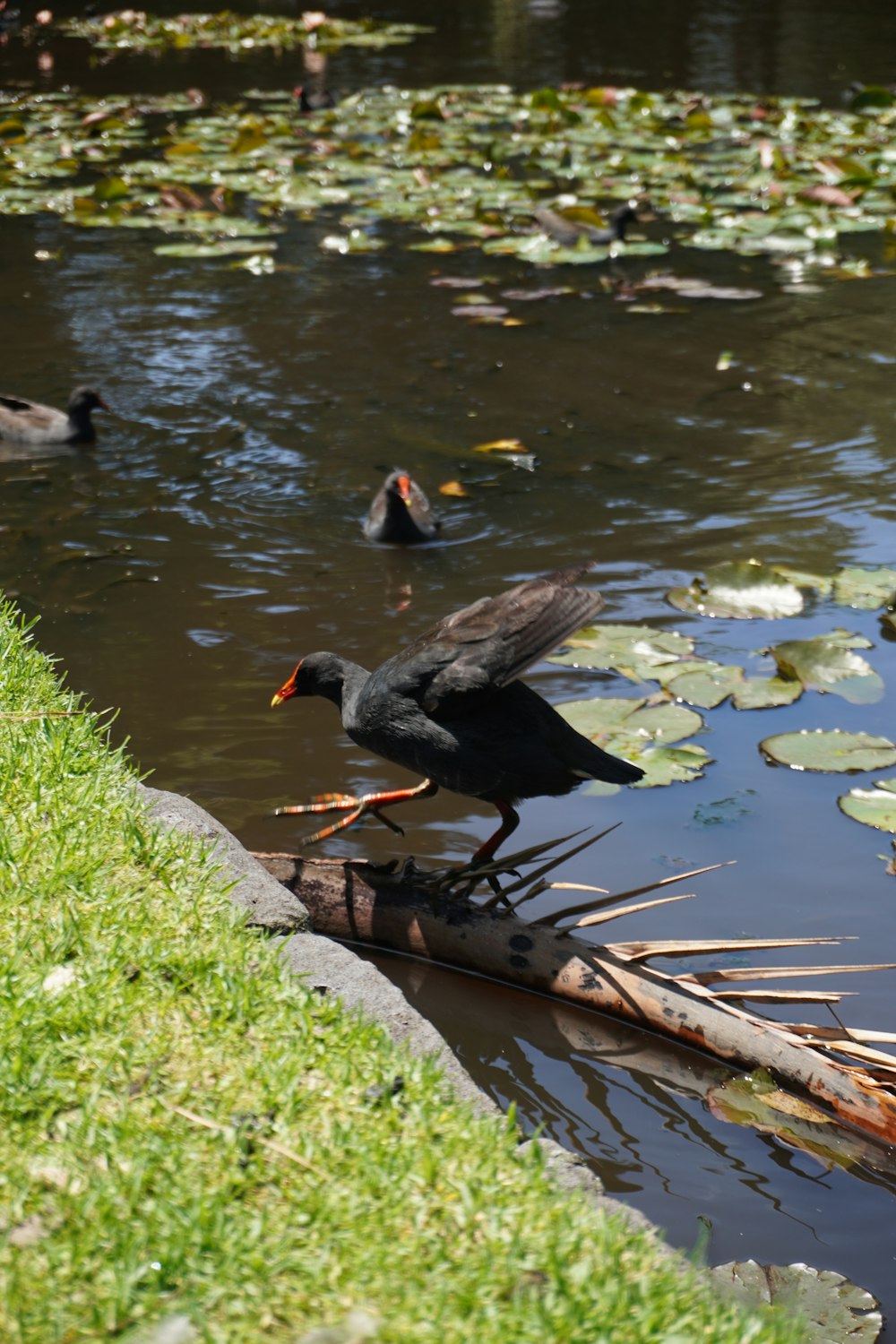 a black bird standing on a log in a pond