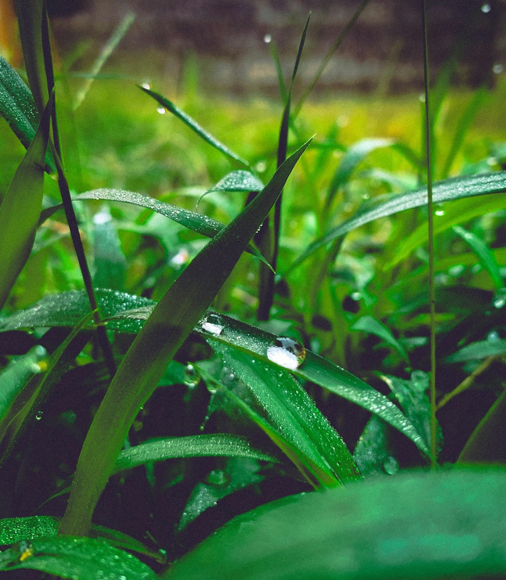 a close up of water droplets on grass