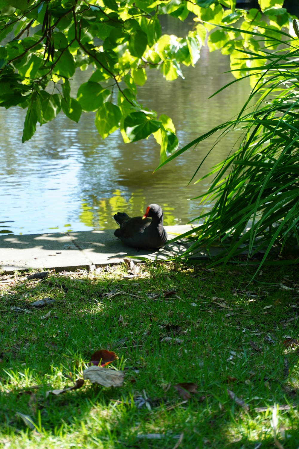 eine Ente, die in einem Teich schwimmt, der von Gras umgeben ist