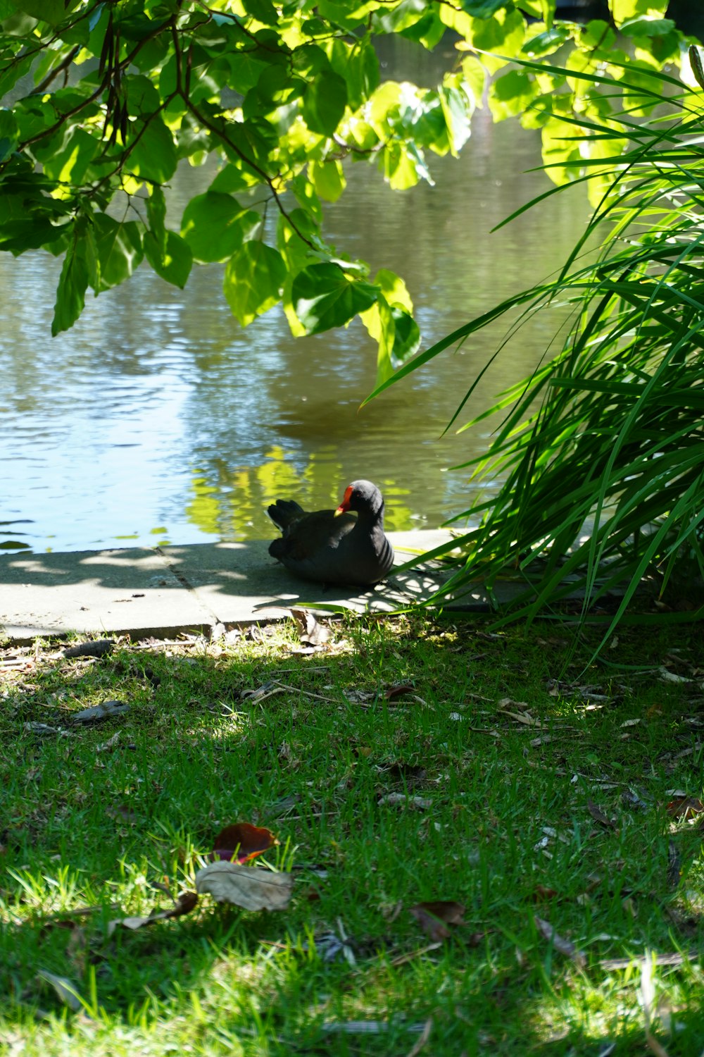 a duck swimming in a pond surrounded by grass