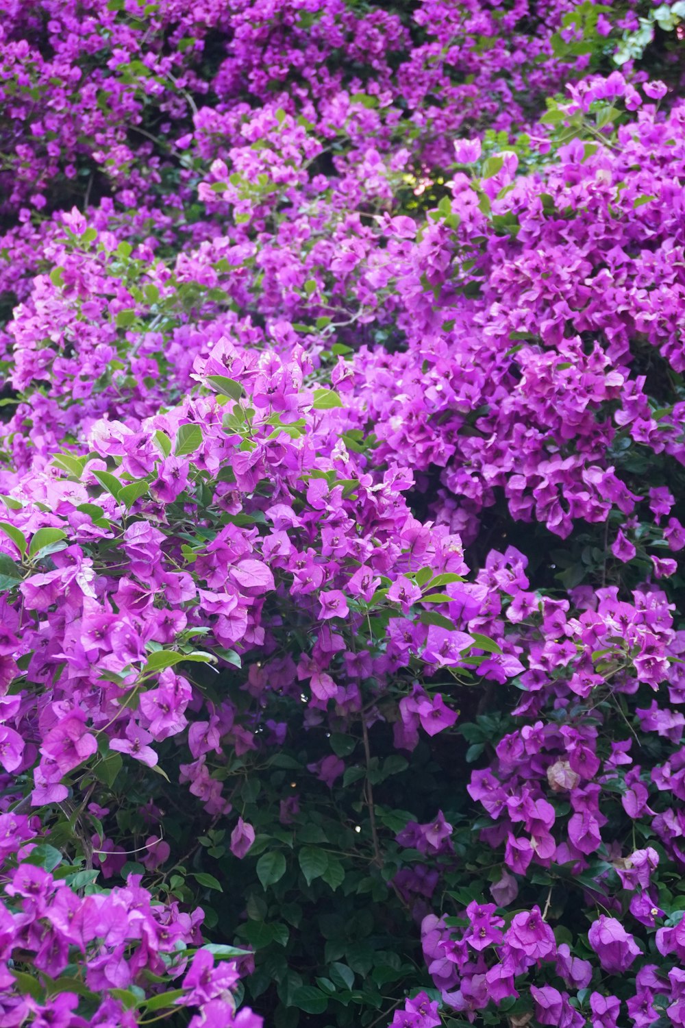 a field of purple flowers with green leaves