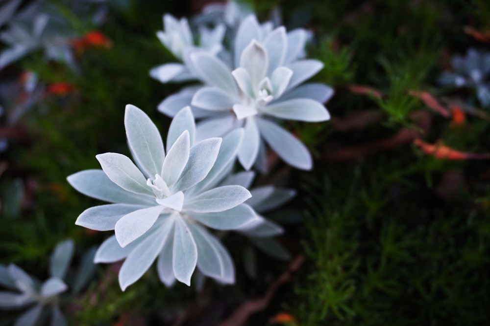 a group of white flowers sitting on top of a lush green field