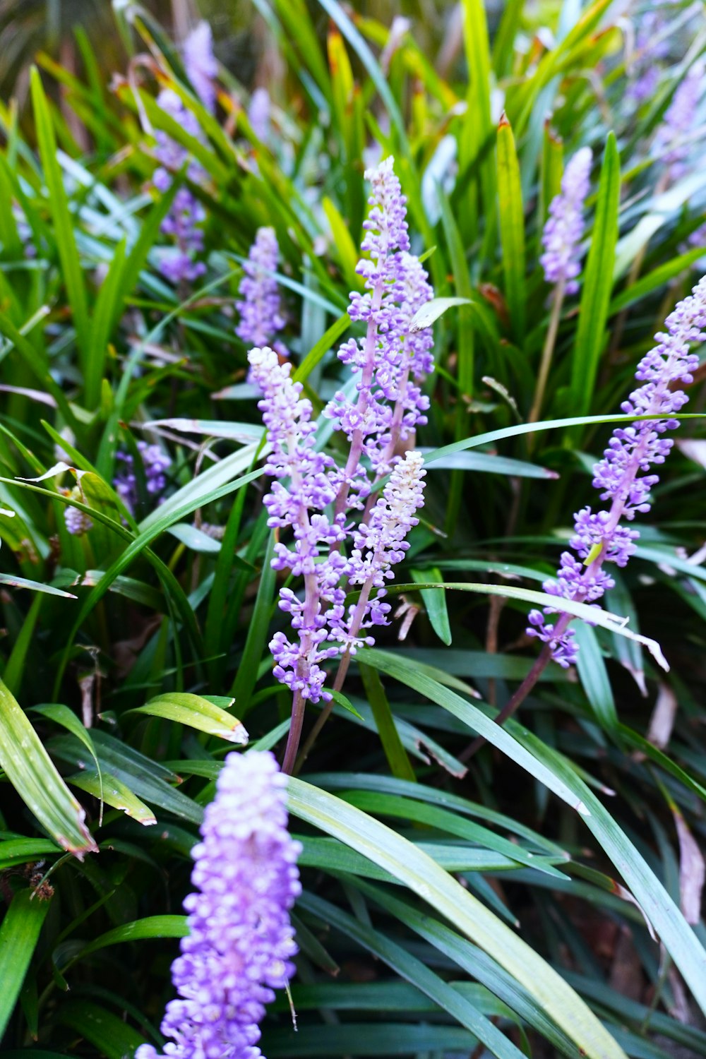 a close up of a plant with purple flowers