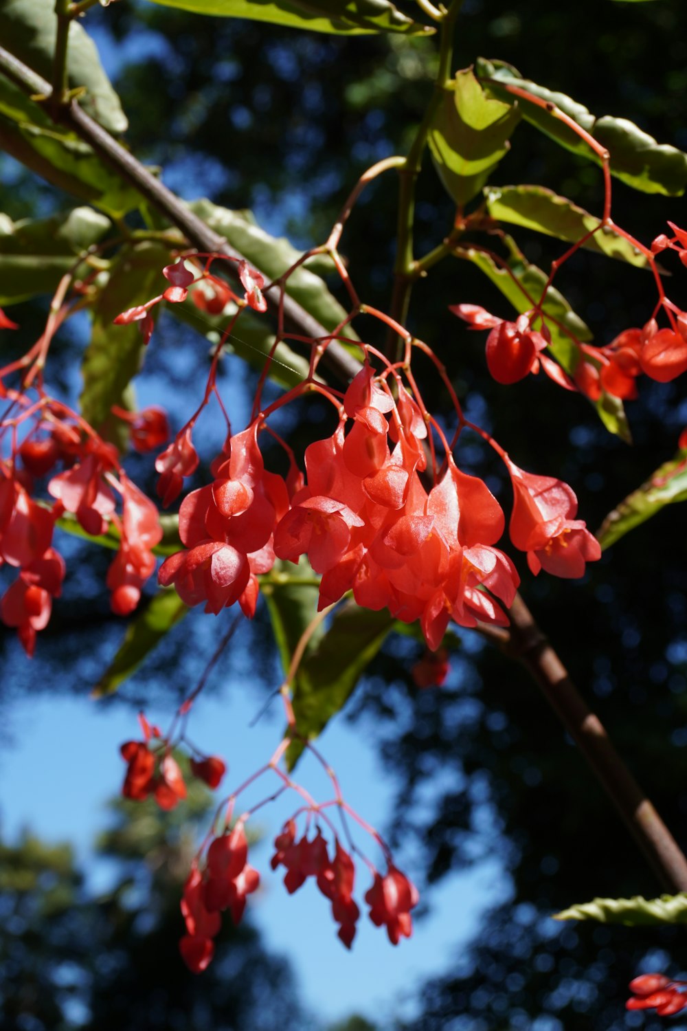 a branch with red flowers and green leaves