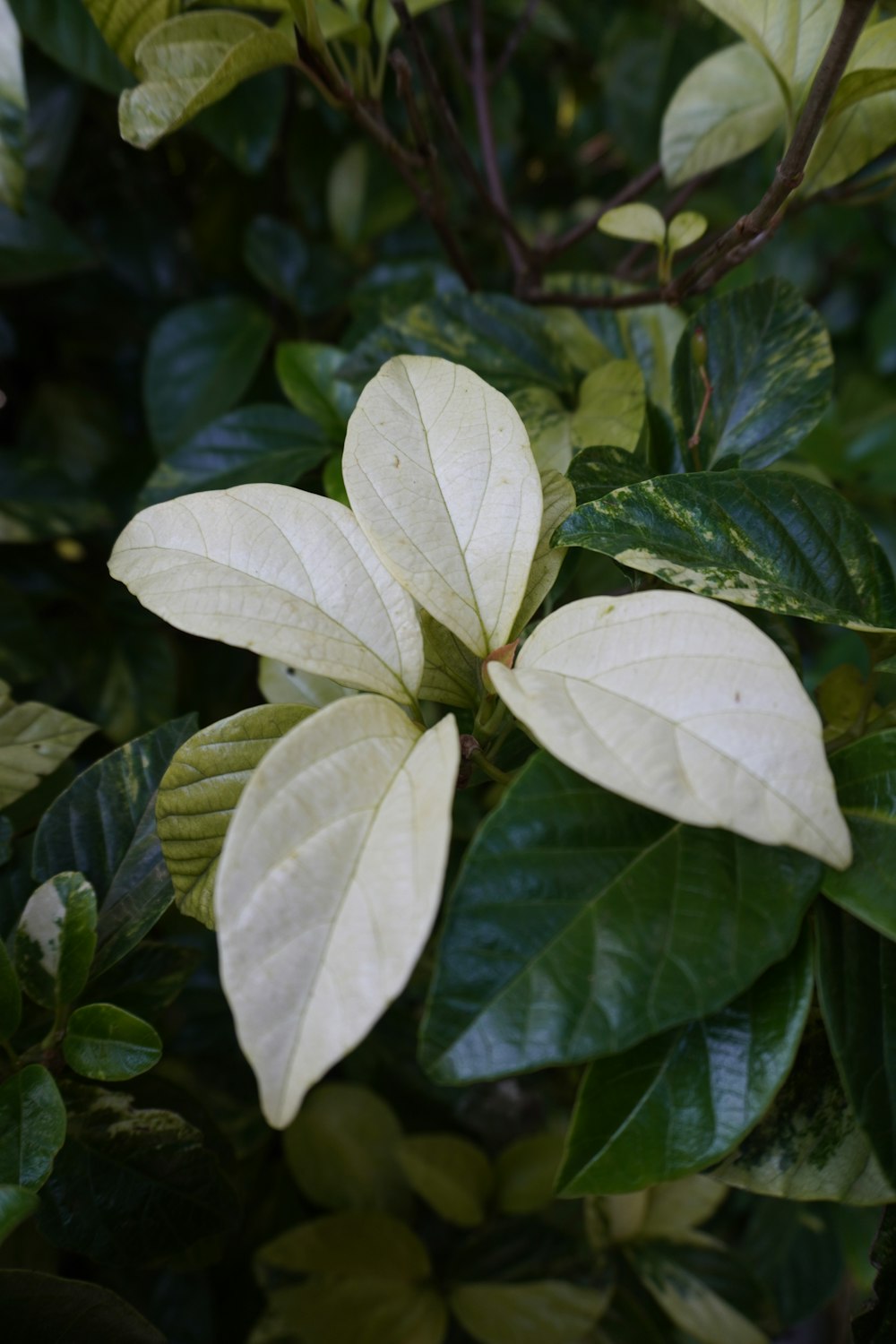 a close up of a plant with leaves